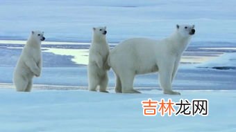北极熊为什么不会吃企鹅宝宝,为什么北极熊不吃企鹅？