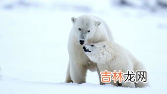 北极熊为什么不会吃企鹅宝宝,为什么北极熊不吃企鹅？