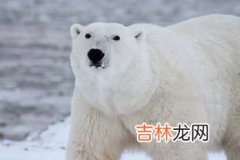 北极熊为什么不会吃企鹅宝宝,为什么北极熊不吃企鹅？