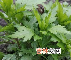 菊花脑是什么菜,菊花心是什么菜