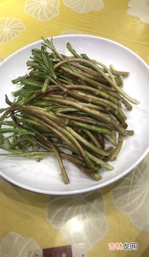 菊花脑是什么菜,菊花心是什么菜