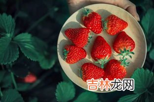 草莓要放冰箱吗,草莓可以放冰箱保鲜吗?