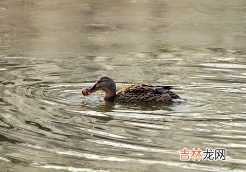 野鸭吃什么食物,小鸭子爱吃什么它有什么本领?