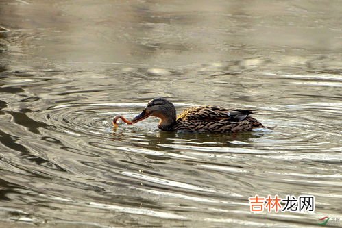 野鸭吃什么食物,小鸭子爱吃什么它有什么本领?