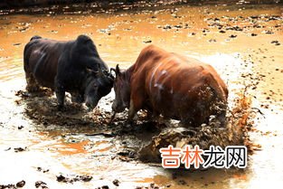 斗牛是哪个国家的风俗,斗牛,狮子,白头海雕,棕熊是哪些国家的代表性动物?