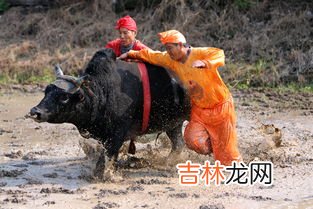 斗牛是哪个国家的风俗,斗牛,狮子,白头海雕,棕熊是哪些国家的代表性动物?