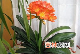 君子兰怎么看缺水,怎样判断君子兰盆土的干湿度