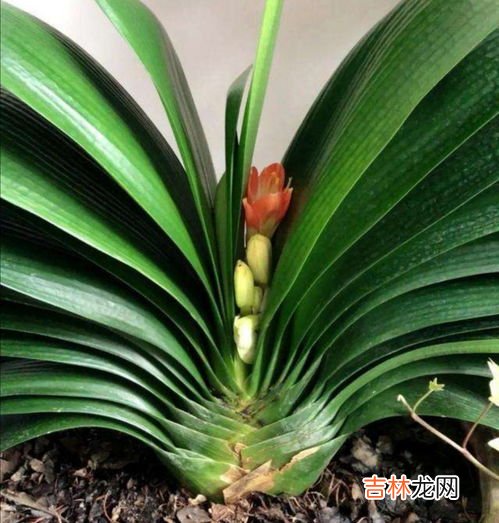 君子兰怎么看缺水,怎样判断君子兰盆土的干湿度