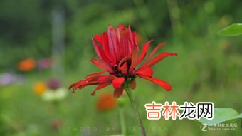 九月开的花有哪些,九月有哪些花开花