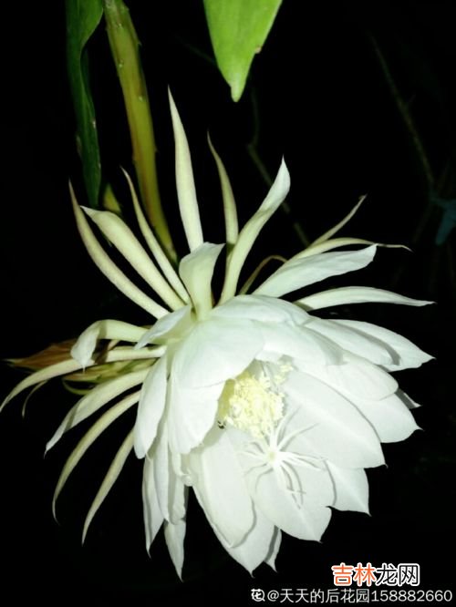 九月开的花有哪些,九月有哪些花开花
