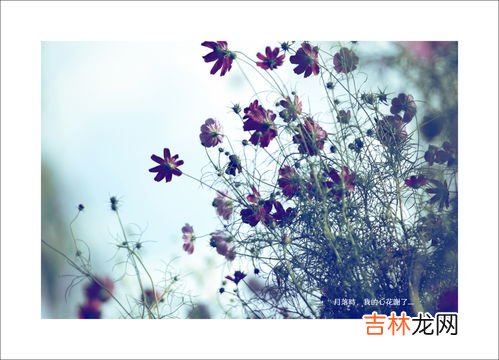 九月开的花有哪些,九月有哪些花开花