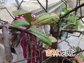 菊花叶子发黄干枯咋回事,菊花为什么会枯萎死掉 菊花枯萎死掉的原因