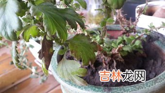 菊花叶子发黄干枯咋回事,菊花为什么会枯萎死掉 菊花枯萎死掉的原因