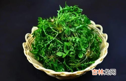 荠菜是地菜吗,荠菜是什么菜