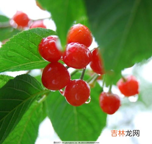 斯旺森樱桃功效,美国斯旺森功效