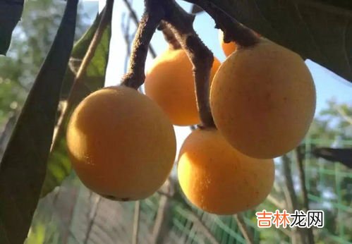 枇杷保存,枇杷果应该如何保存