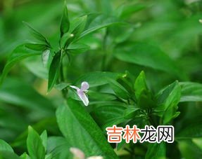 九头草和九头狮子草有什么区别,中草药：九头狮子草的功效与作用