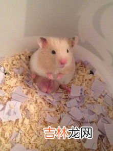 金丝熊怎么养,金丝熊该怎么养啊