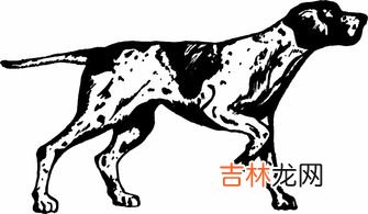 企鹅是不是哺乳动物,企鹅是哺乳动物吗