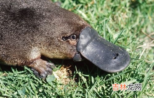 企鹅是不是哺乳动物,企鹅是哺乳动物吗