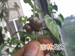 山药豆怎么去皮,食材_山药豆窍门