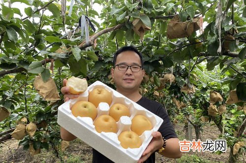 皇冠梨和雪梨的区别有哪些,皇冠梨和雪梨的区别?皇冠梨是水晶梨吗