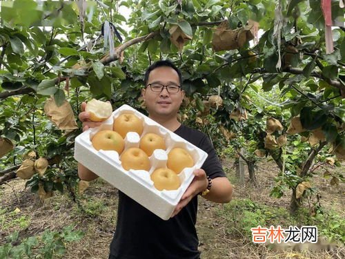 皇冠梨和雪梨的区别有哪些,皇冠梨和雪梨的区别?皇冠梨是水晶梨吗