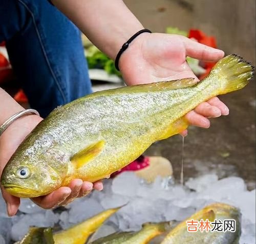 黄花鱼为什么那么贵,野生黄花鱼和养殖黄花鱼的区别，野生黄花鱼为什么贵