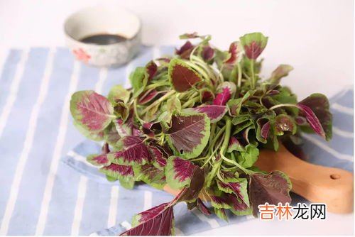 来月经可以吃苋菜吗,女朋友大姨妈来了可以吃什么不可以吃什么