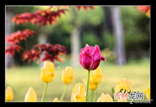 郁金香花语有哪些,郁金香的花语是什么