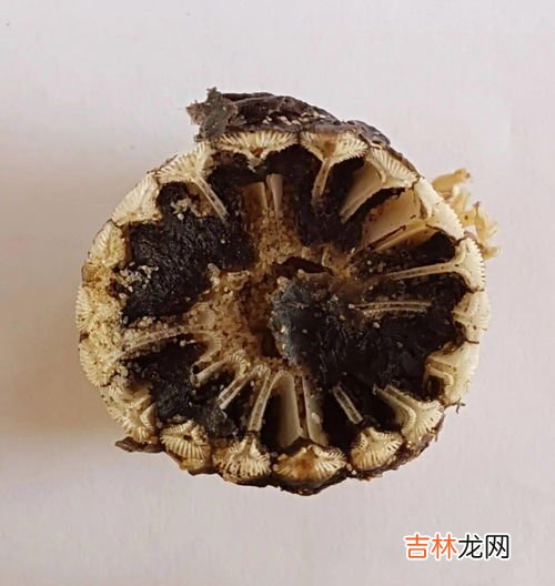 藤壶的天敌是什么,藤壶是什么？为什么很多海洋生物和船舶很怕藤壶？