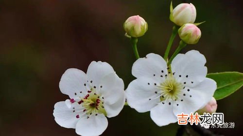 梨花的花语是什么象征,梨花的花语和寓意