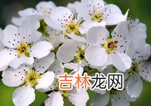 梨花的花语是什么象征,梨花的花语和寓意