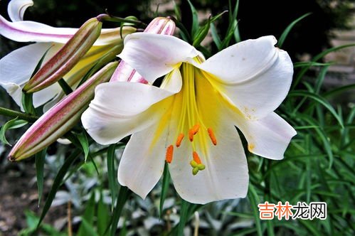 鲜百合吃前需要焯水吗,鲜百合吃前用焯水吗