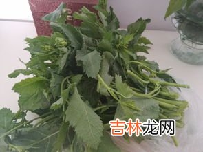 泥胡菜太苦了怎么吃的,泥胡菜能吃吗