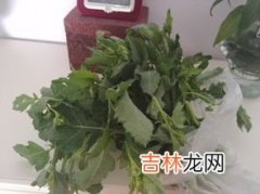 泥胡菜太苦了怎么吃的,泥胡菜能吃吗