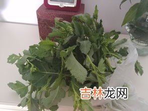 泥胡菜太苦了怎么吃的,泥胡菜能吃吗