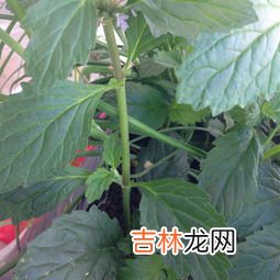 泥胡菜太苦了怎么吃的,泥胡菜能吃吗