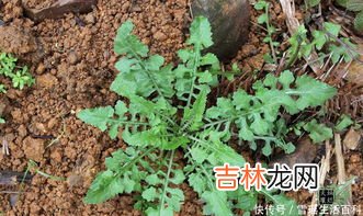 泥胡菜太苦了怎么吃的,泥胡菜能吃吗