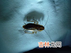 家里有蛞蝓怎么清除,家里有蛞蝓怎么办
