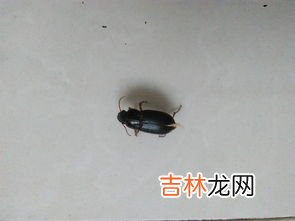 家里有蛞蝓怎么清除,家里有蛞蝓怎么办