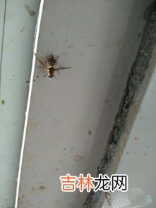 家里有蛞蝓怎么清除,家里有蛞蝓怎么办