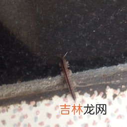 家里有蛞蝓怎么清除,家里有蛞蝓怎么办