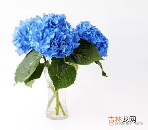 花店鲜花如何保鲜,鲜花要怎么样才能保存久一些？