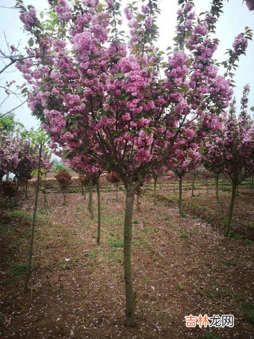 樱桃籽泡水发芽,樱桃子怎样才能发芽