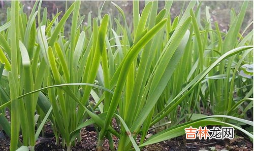 韭菜籽怎么种,如何种韭菜籽