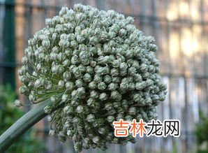 韭菜籽怎么种,如何种韭菜籽