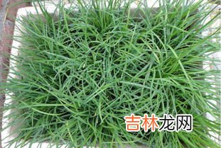 韭菜籽怎么种,如何种韭菜籽