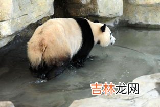 常见小动物的避暑方法,小动物的避暑方法有哪些?