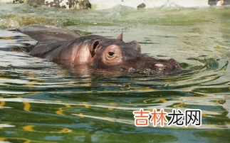 常见小动物的避暑方法,小动物的避暑方法有哪些?